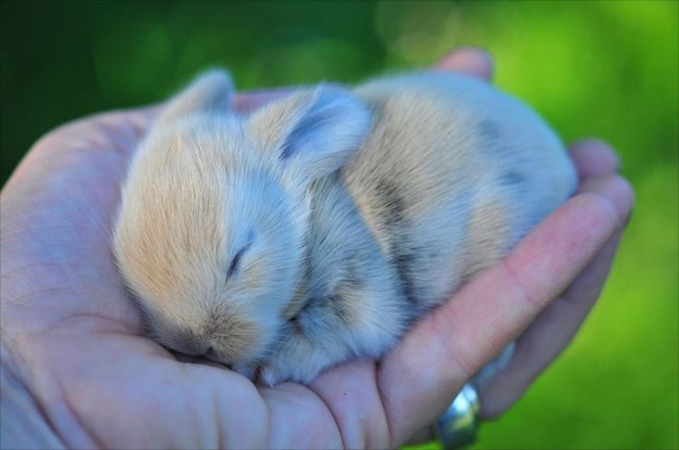 新着うさぎ 画像 可愛い 壁紙 最高の動物画像