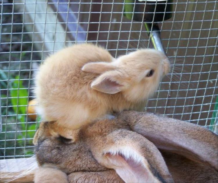 最高に可愛い子うさぎ 画像 動画集まとめ ページ 3 Ailovei