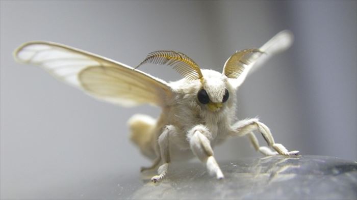 キモイ可愛い きもかわいい虫たち 昆虫画像50枚 Ailovei