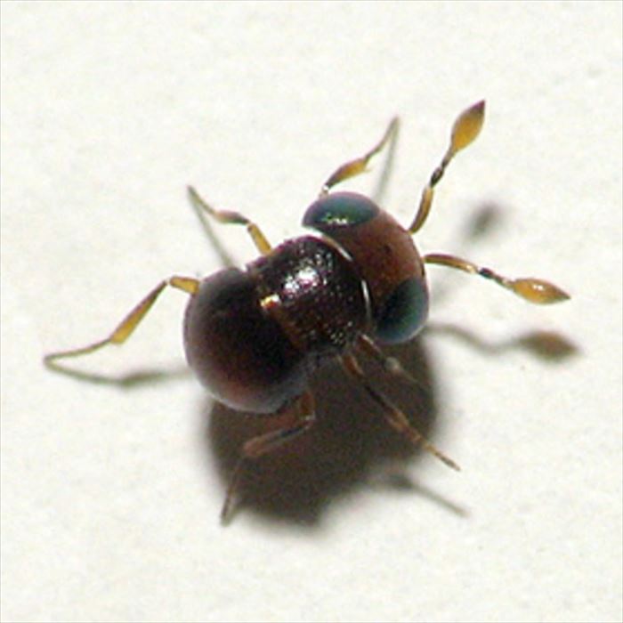 キモイ可愛い きもかわいい虫たち 昆虫画像50枚 Ailovei