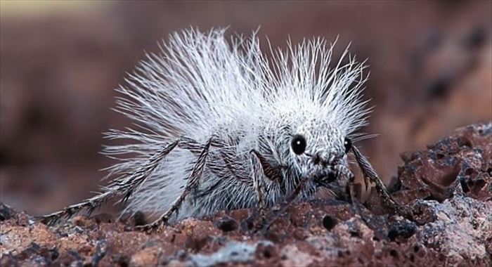 キモイ可愛い きもかわいい虫たち 昆虫画像50枚 Ailovei Linkis Com
