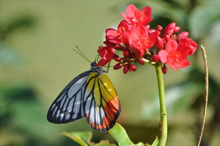 キモイ可愛い きもかわいい虫たち 昆虫画像50枚 Ailovei