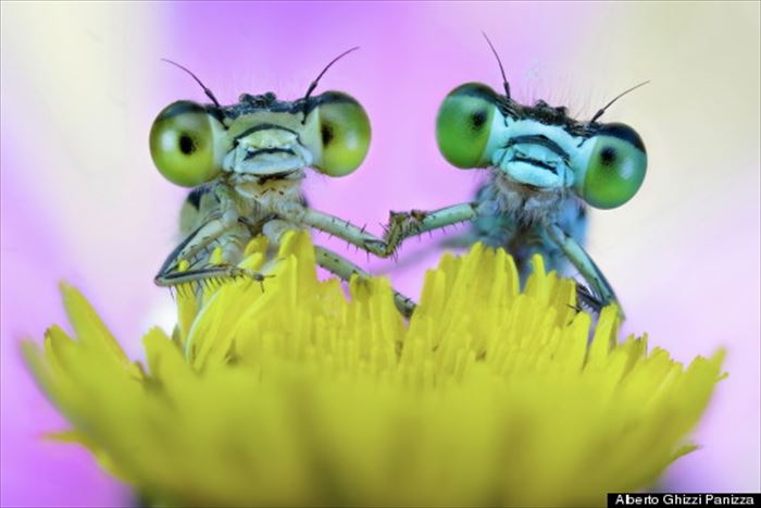 キモイ可愛い きもかわいい虫たち 昆虫画像50枚 Ailovei
