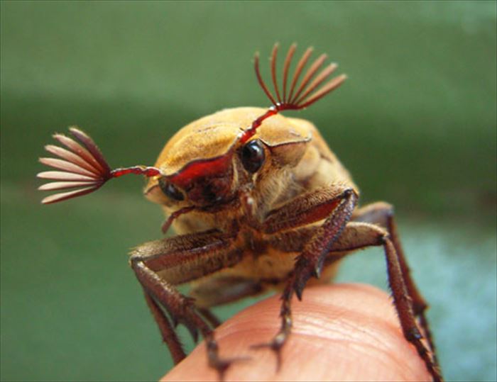 キモイ可愛い きもかわいい虫たち 昆虫画像50枚 Ailovei Linkis Com