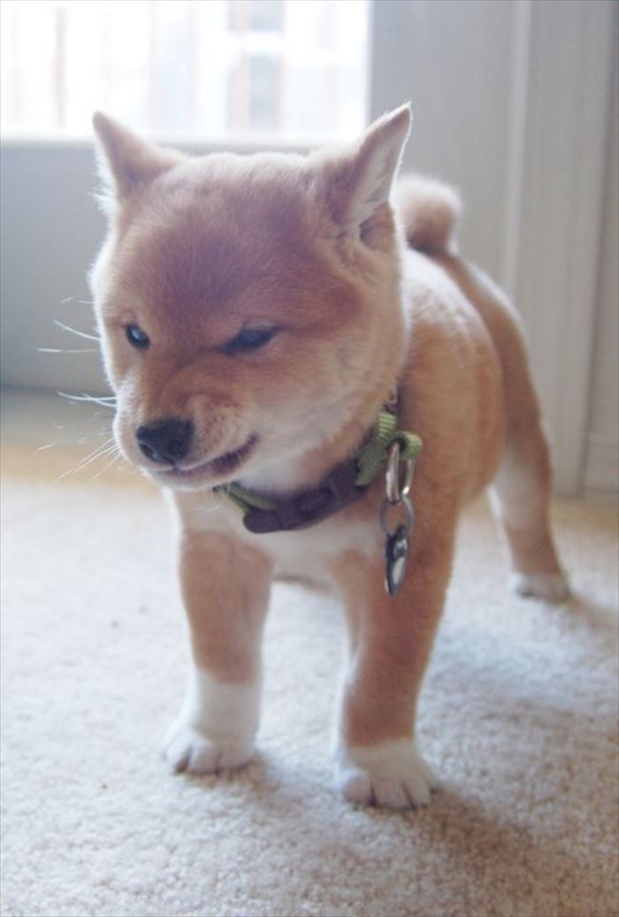 怒っているのに可愛すぎる猫 犬 鳥さんたち 可愛い動物の画像 Ailovei