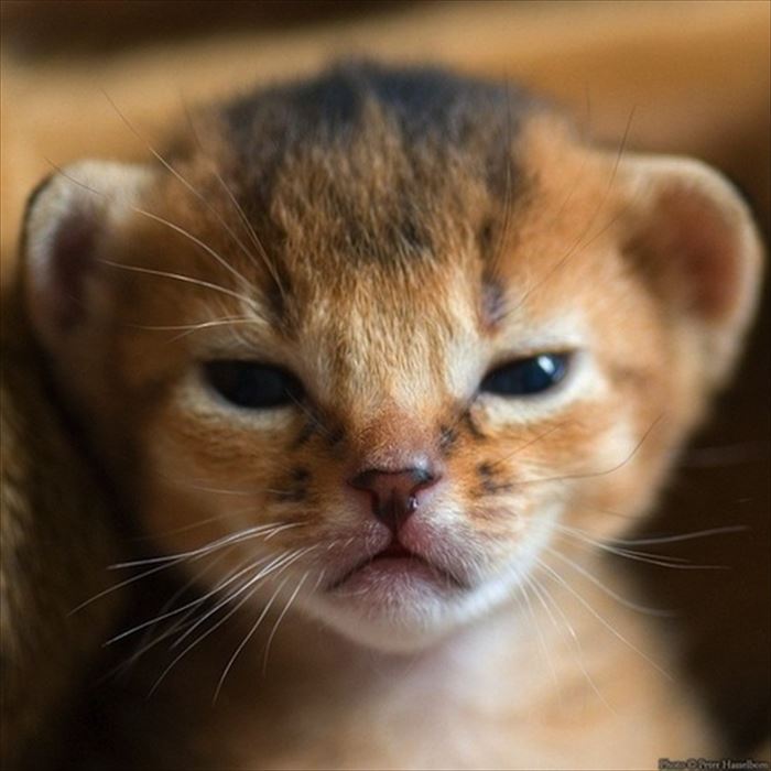 怒っているのに可愛すぎる猫 犬 鳥さんたち 可愛い動物の画像 Ailovei