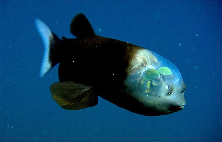 不気味で怖い深海魚39選 変わった水生生物画像まとめ Ailovei