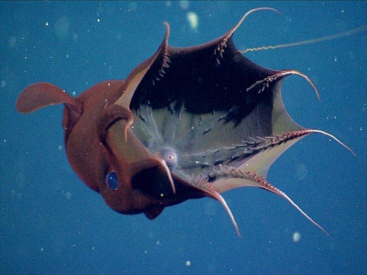 不気味で怖い深海魚39選 変わった水生生物画像まとめ ページ 2 Ailovei
