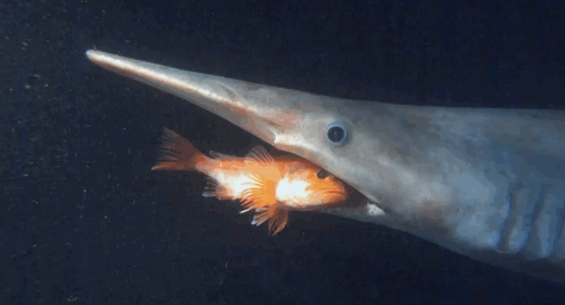 不気味で怖い深海魚39選 変わった水生生物画像まとめ Ailovei