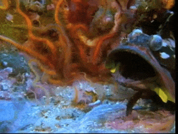 深海生物 13.5