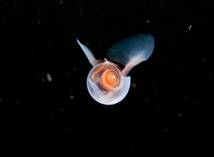 深海生物 15