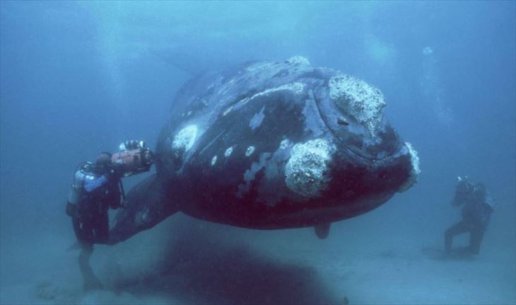 深海生物 29