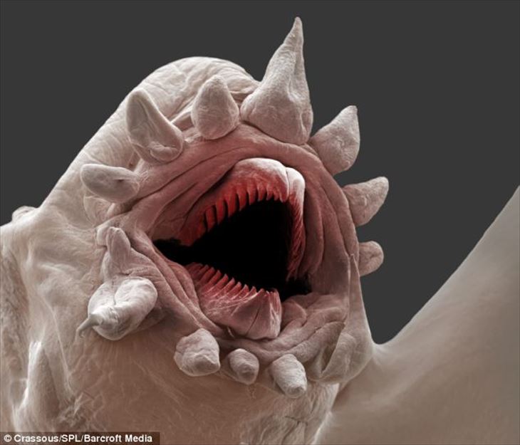 深海生物 deep-sea-worm