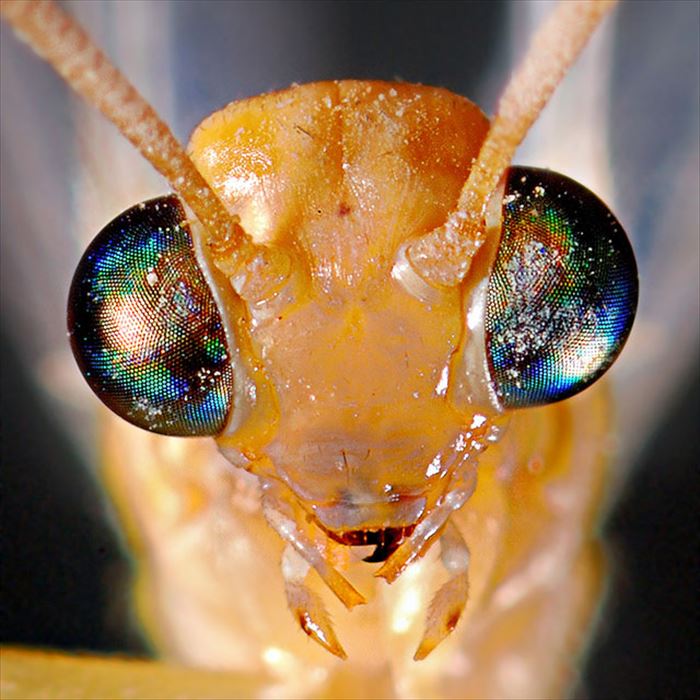 美しく奇妙な動物 昆虫の目 画像 Ailovei