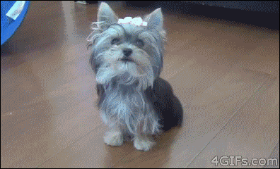 最高に面白可愛い犬のgif動画、画像（70枚） | ページ 2 | ailovei