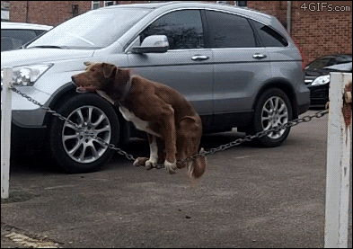最高に面白可愛い犬のgif動画 画像 70枚 ページ 3 Ailovei