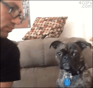 最高に面白可愛い犬のgif動画 画像 70枚 ページ 3 Ailovei