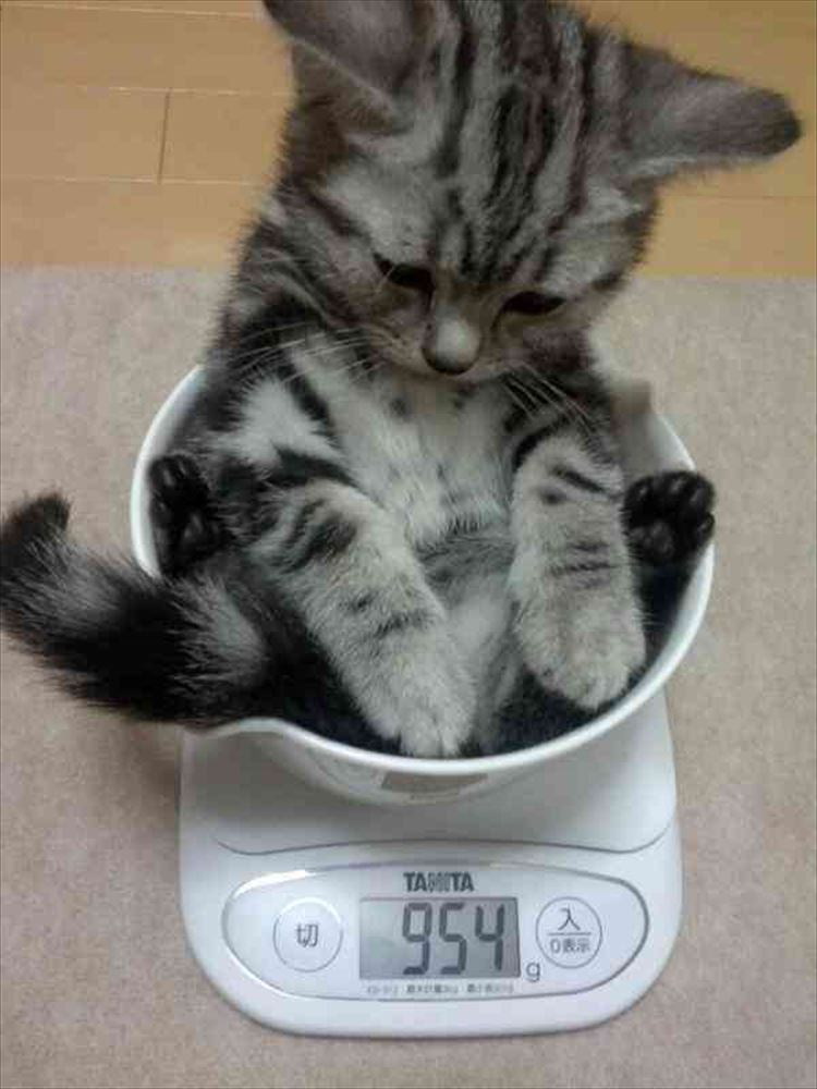 Весы для кошек купить