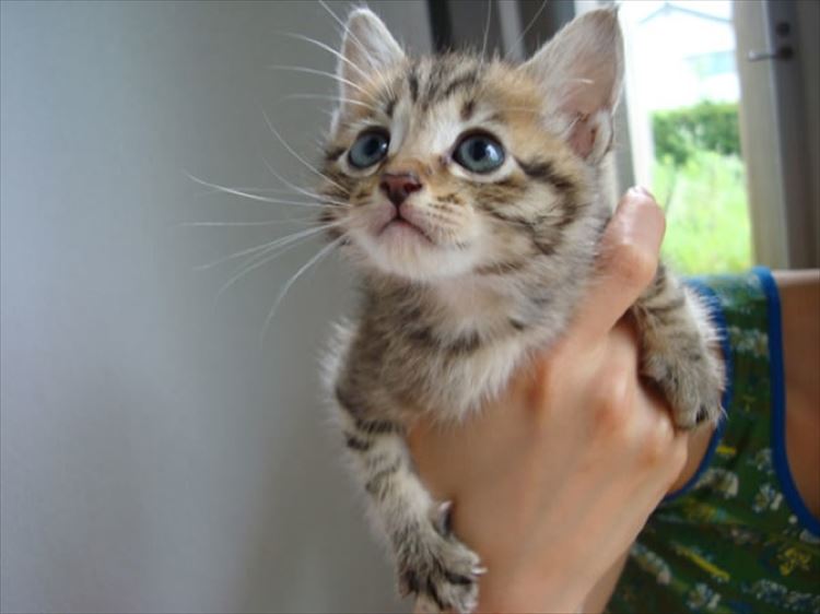 かわいい猫ベストセレクション100選 画像 Ailovei