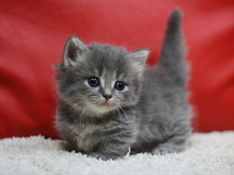 かわいい猫ベストセレクション100選 画像 Ailovei