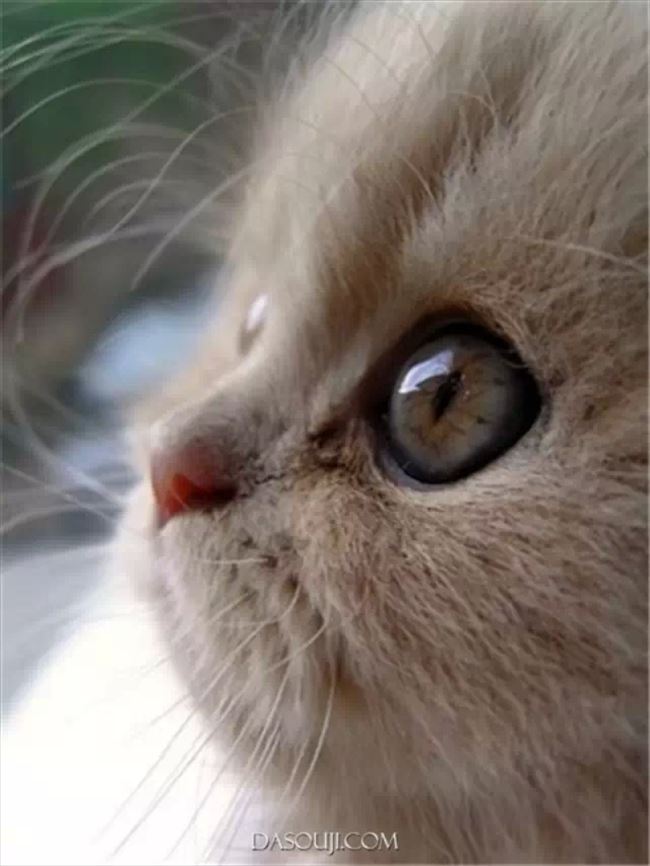 心癒される可愛い猫 画像厳選0選 動画集 Ailovei
