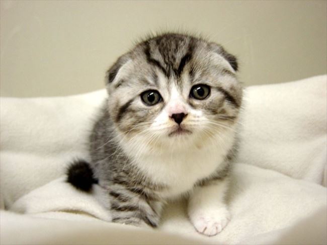 心癒される可愛い猫 画像厳選0選 動画集 Ailovei