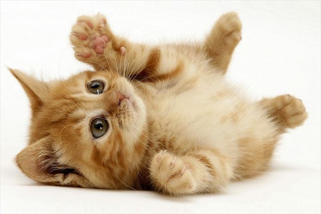 心癒される可愛い猫 画像厳選0選 動画集 ページ 6 Ailovei