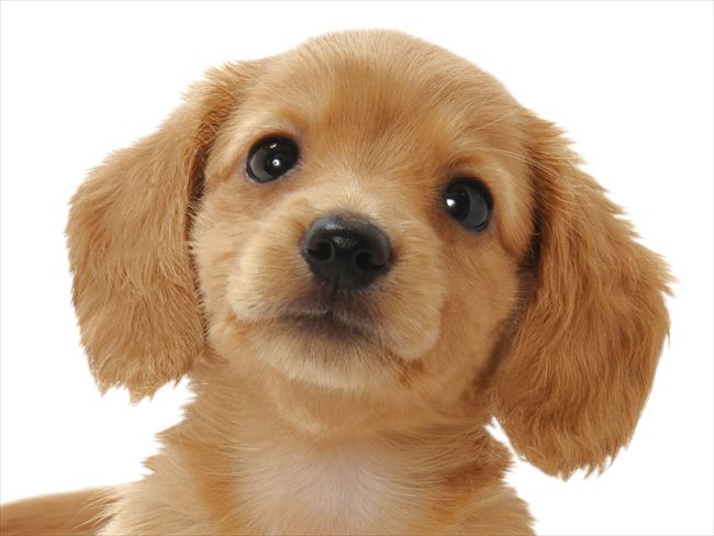 とってもいやされる可愛い犬たちの画像集 １５０選 Ailovei