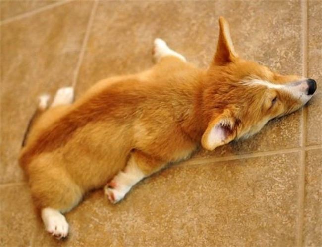 とってもいやされる可愛い犬たちの画像集 １５０選 Ailovei