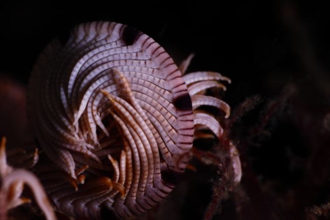 実在するとは思えない化け物動物 怖くて奇妙な動物画像集 ページ 3 Ailovei