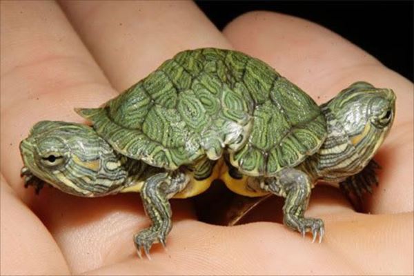 two-headed-turtlex-large