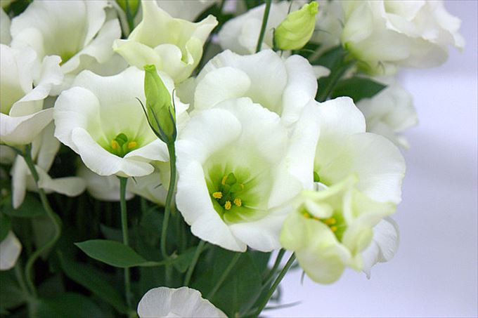 美しく可愛い花と花言葉 一覧 画像 Ailovei