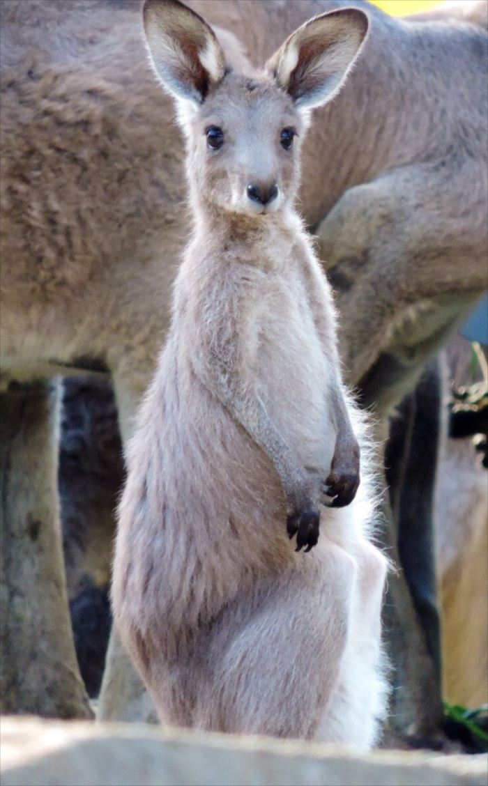 動物の種類全100種 可愛い動物たちリスト 画像 ページ 3 Ailovei