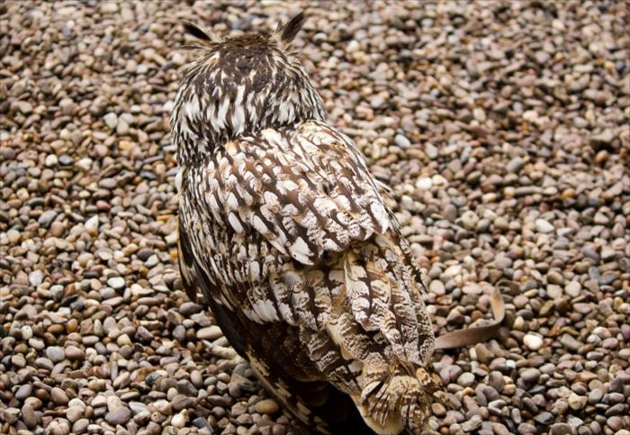 昆虫 動物たちの驚くべき擬態 カモフラージュ画像 Ailovei