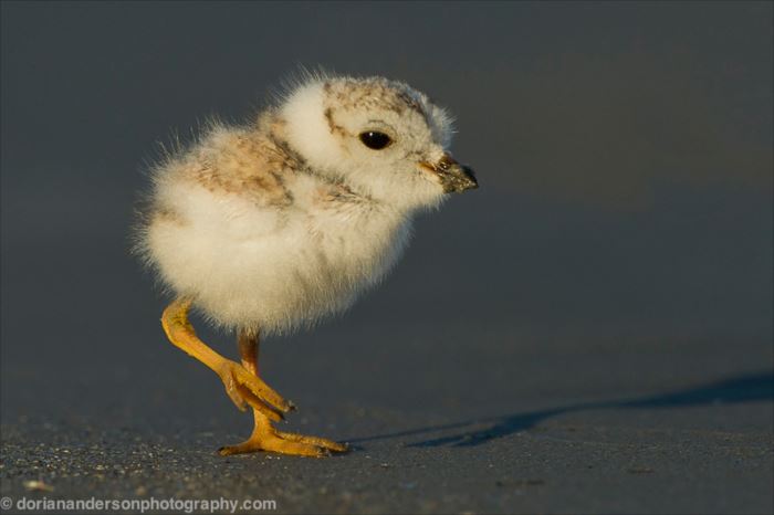 無料印刷可能鳥 可愛い 写真 最高の動物画像