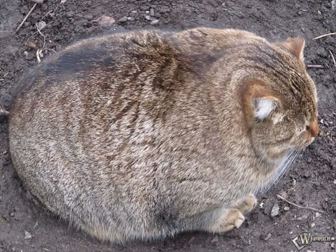 綺麗な笑える 壁紙 笑える ねこ 画像 最高の花の画像