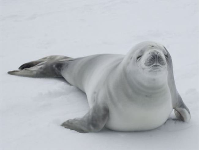 最強に不気味で怖い生物ベスト50選 深海魚ほか危険生物画像まとめ Ailovei