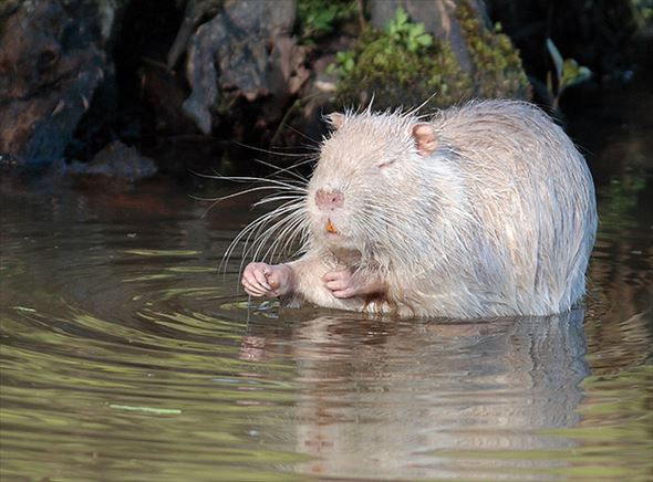 驚きの白さ 真っ白な顔をしたアルビノの珍しい動物たち 画像 ページ 3 Ailovei