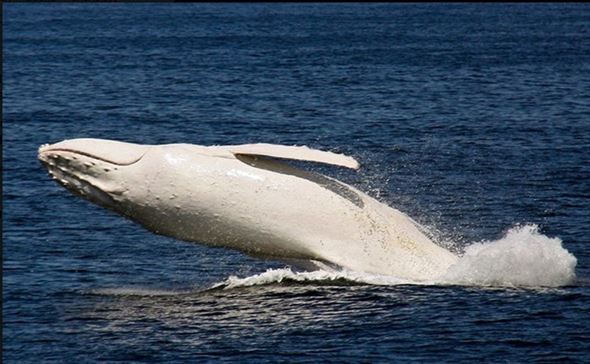 驚きの白さ！真っ白な顔をしたアルビノの珍しい動物たち（画像） | ailovei