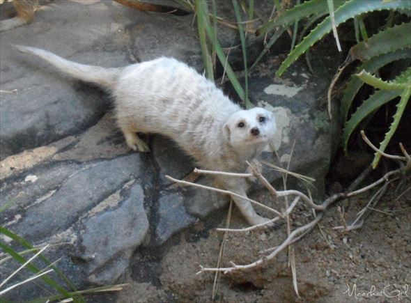 驚きの白さ 真っ白な顔をしたアルビノの珍しい動物たち 画像 ページ 3 Ailovei