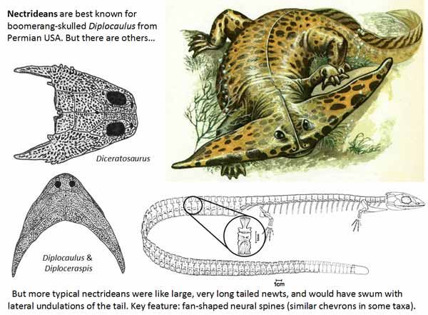 不気味で怖い絶滅した古代生物30選 恐竜ほか巨大生物の画像 Ailovei