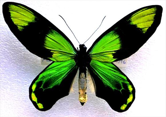 世界で最も美しい蝶40種 チョウ図鑑 画像 Ailovei