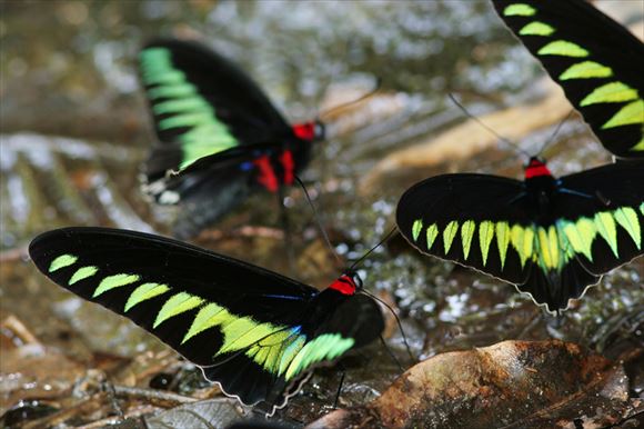 世界で最も美しい蝶40種 チョウ図鑑 画像 Ailovei