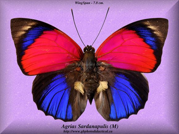 世界で最も美しい蝶40種 チョウ図鑑 画像 Ailovei