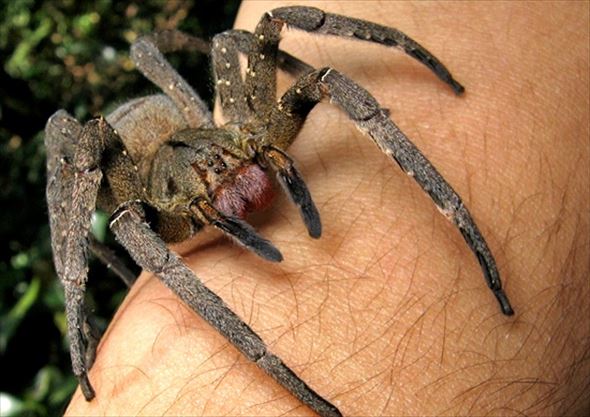 キモ可愛い タランチュラ 蜘蛛の種類と有毒性 図鑑 画像45種 Ailovei