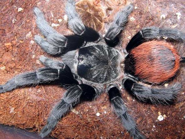 キモ可愛い タランチュラ 蜘蛛の種類と有毒性 図鑑 画像45種 Ailovei