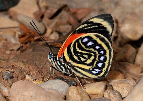 美しい蝶 1