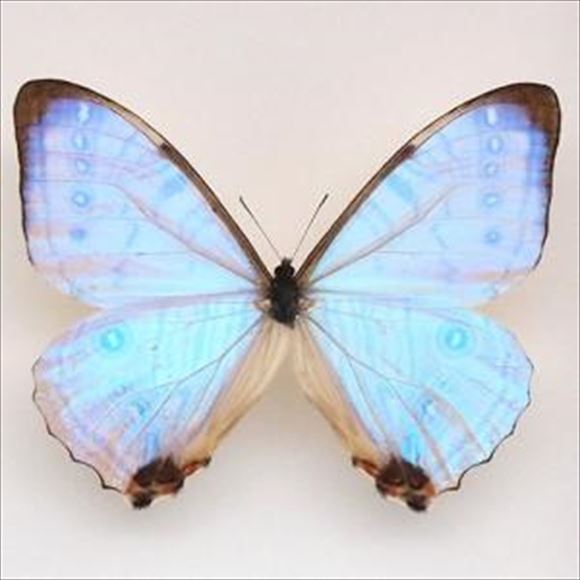 美しい蝶 10.0