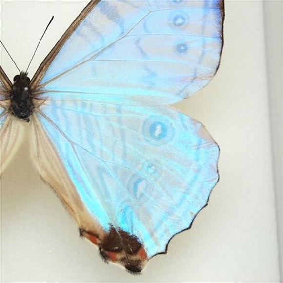 美しい蝶 10.1
