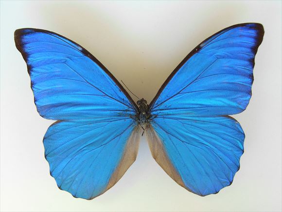 美しい蝶 12.0